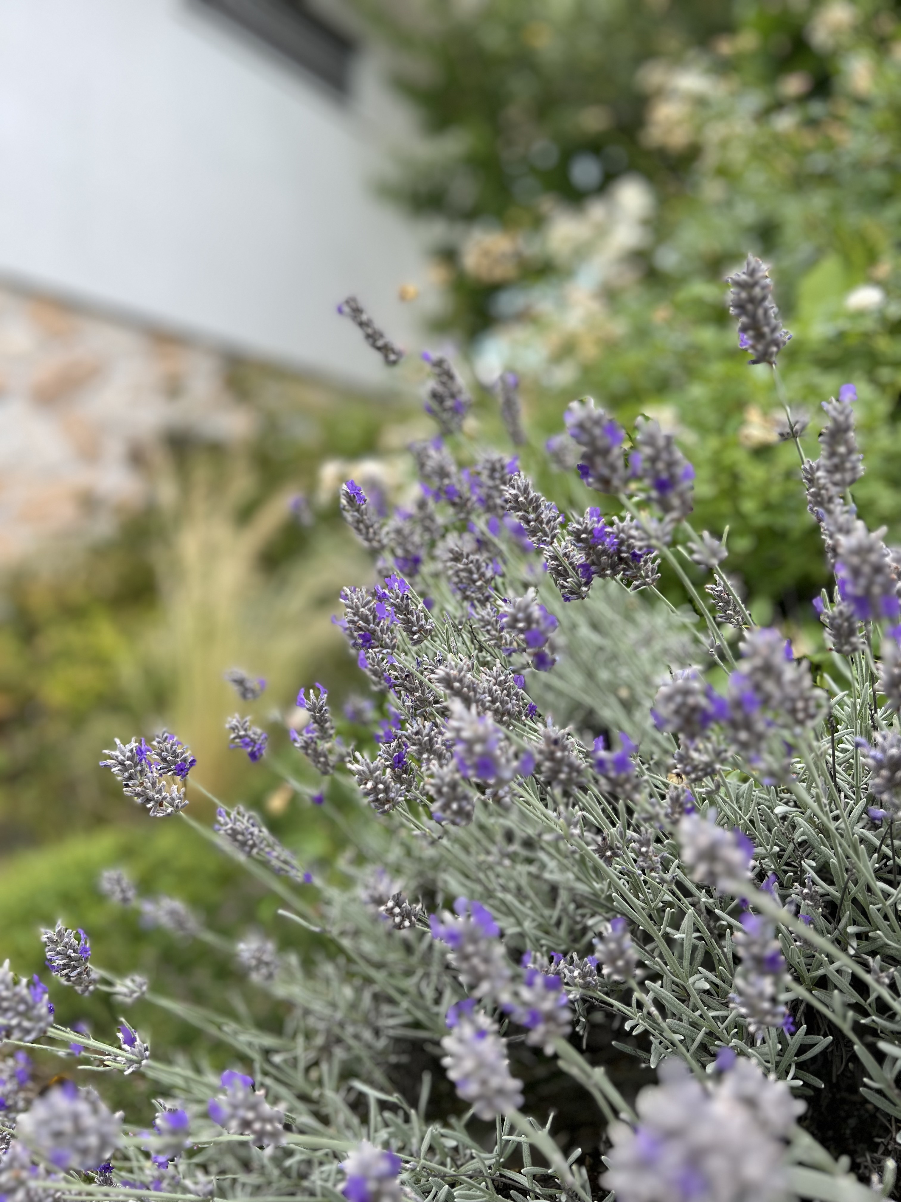 Lavender in the garden